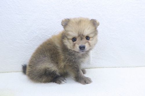 神奈川県のポメラニアン (かねだい海老名店/2025年12月6日生まれ/女の子/オレンジ)の子犬