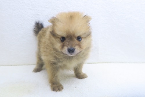 神奈川県のポメラニアン (かねだい海老名店/2025年12月6日生まれ/男の子/オレンジ)の子犬
