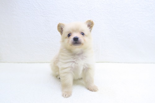 神奈川県のポメマル/マルポメ(ポメラニアン×マルチーズ) (かねだい海老名店/2025年12月7日生まれ/男の子/クリーム)の子犬