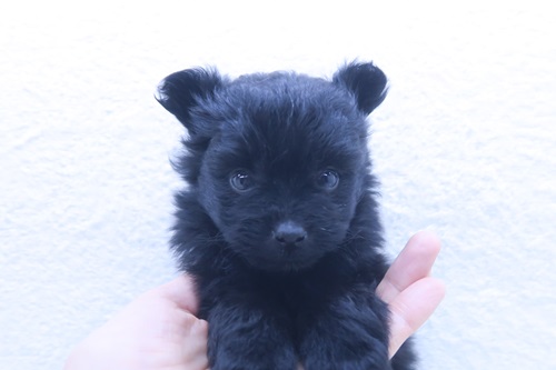 神奈川県のマルプー(マルチーズ×プードル) (かねだい海老名店/2025年12月7日生まれ/女の子/ブラック)の子犬