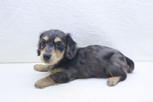 神奈川県のミニチュアダックスフンド(ロング) (かねだい海老名店/2025年12月6日生まれ/男の子/チョコレートダップル)の子犬