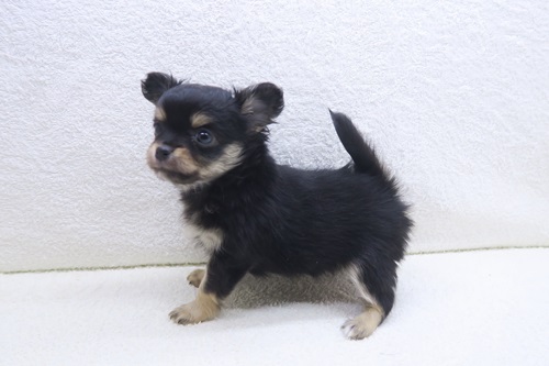 神奈川県のチワワ(ロング) (かねだい海老名店/2025年12月6日生まれ/女の子/ブラックタンホワイト)の子犬