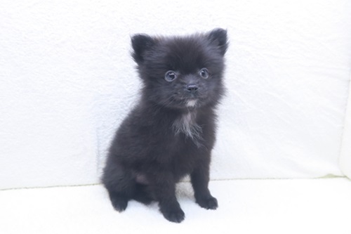 神奈川県のポメチワ/チワポメ/ポメチー(ポメラニアン×チワワ) (かねだい海老名店/2025年12月5日生まれ/男の子/ブラック)の子犬