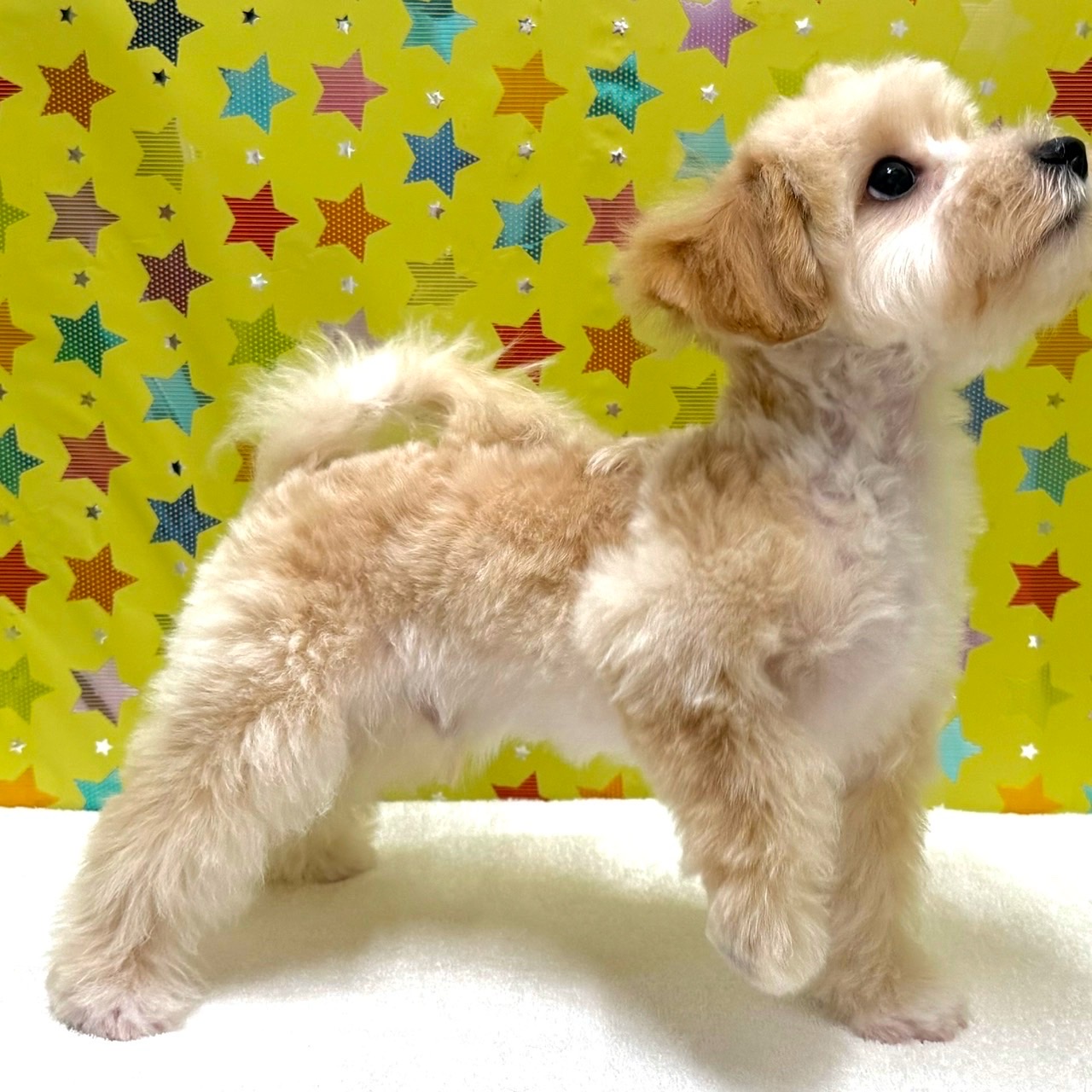 東京都のハーフ犬・ミックス犬 (かねだい足立店/2025年10月15日生まれ/男の子/アプリコット)の子犬の4枚目の画像