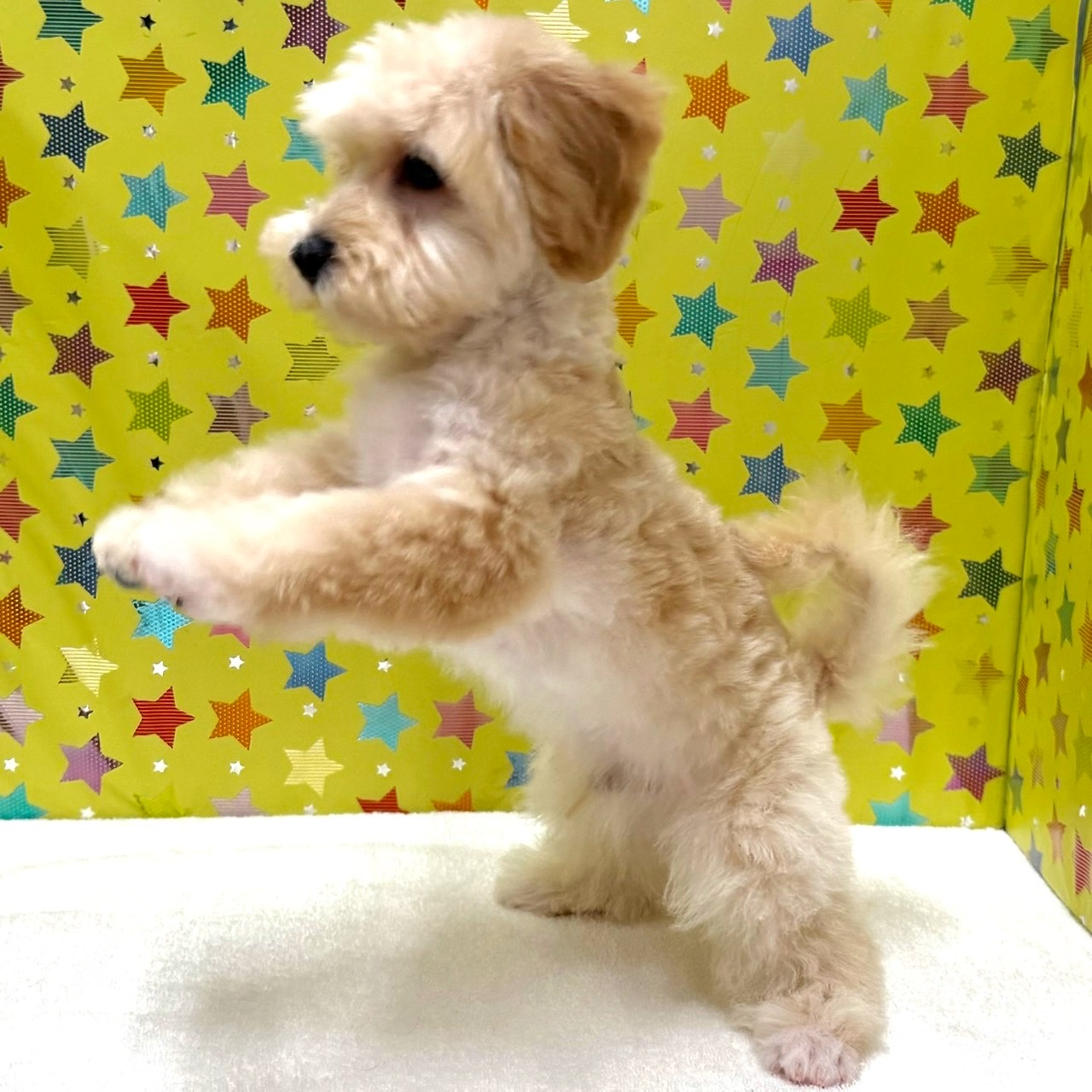 東京都のハーフ犬・ミックス犬 (かねだい足立店/2025年10月15日生まれ/男の子/アプリコット)の子犬の3枚目の画像