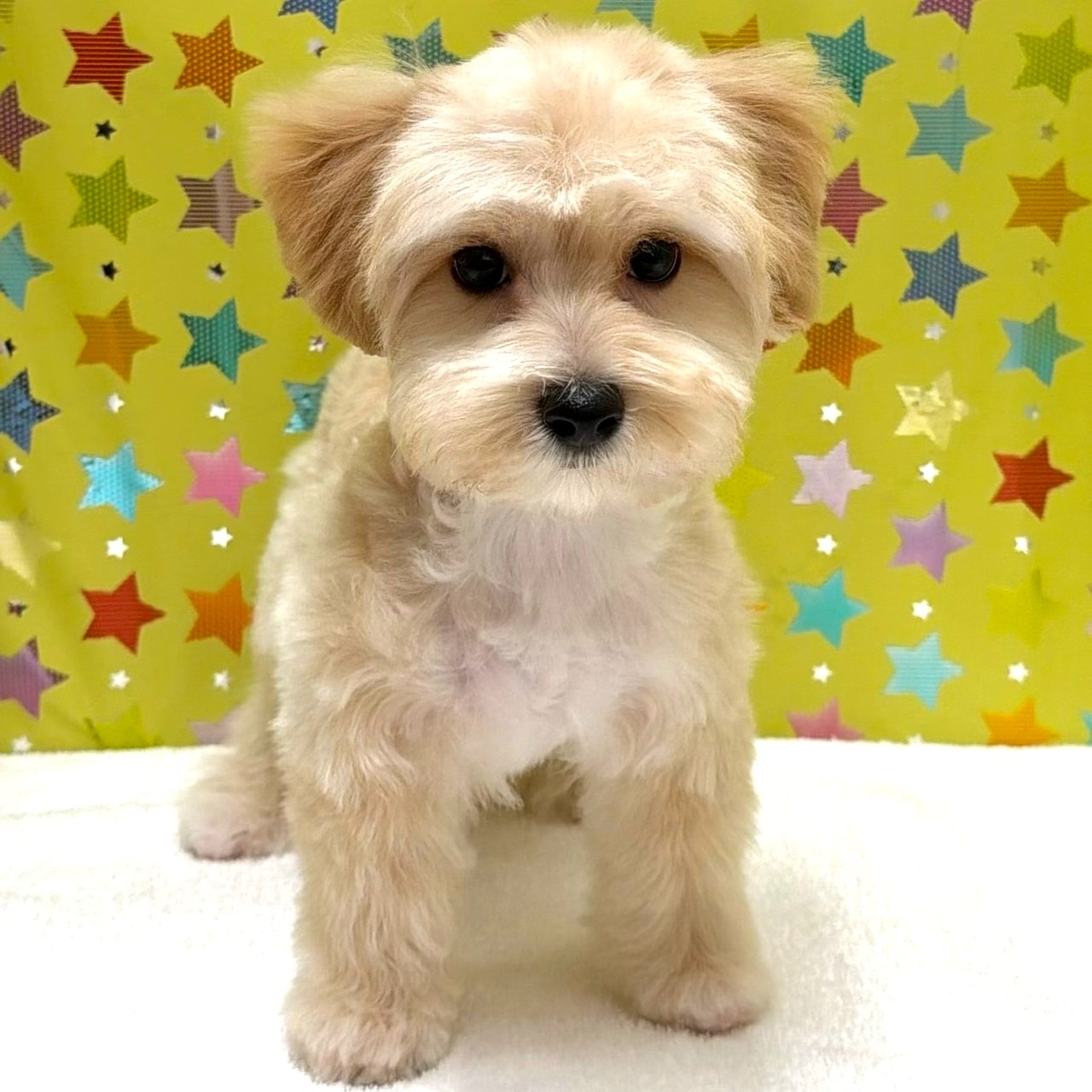 東京都のハーフ犬・ミックス犬 (かねだい足立店/2025年10月15日生まれ/男の子/アプリコット)の子犬の1枚目の画像