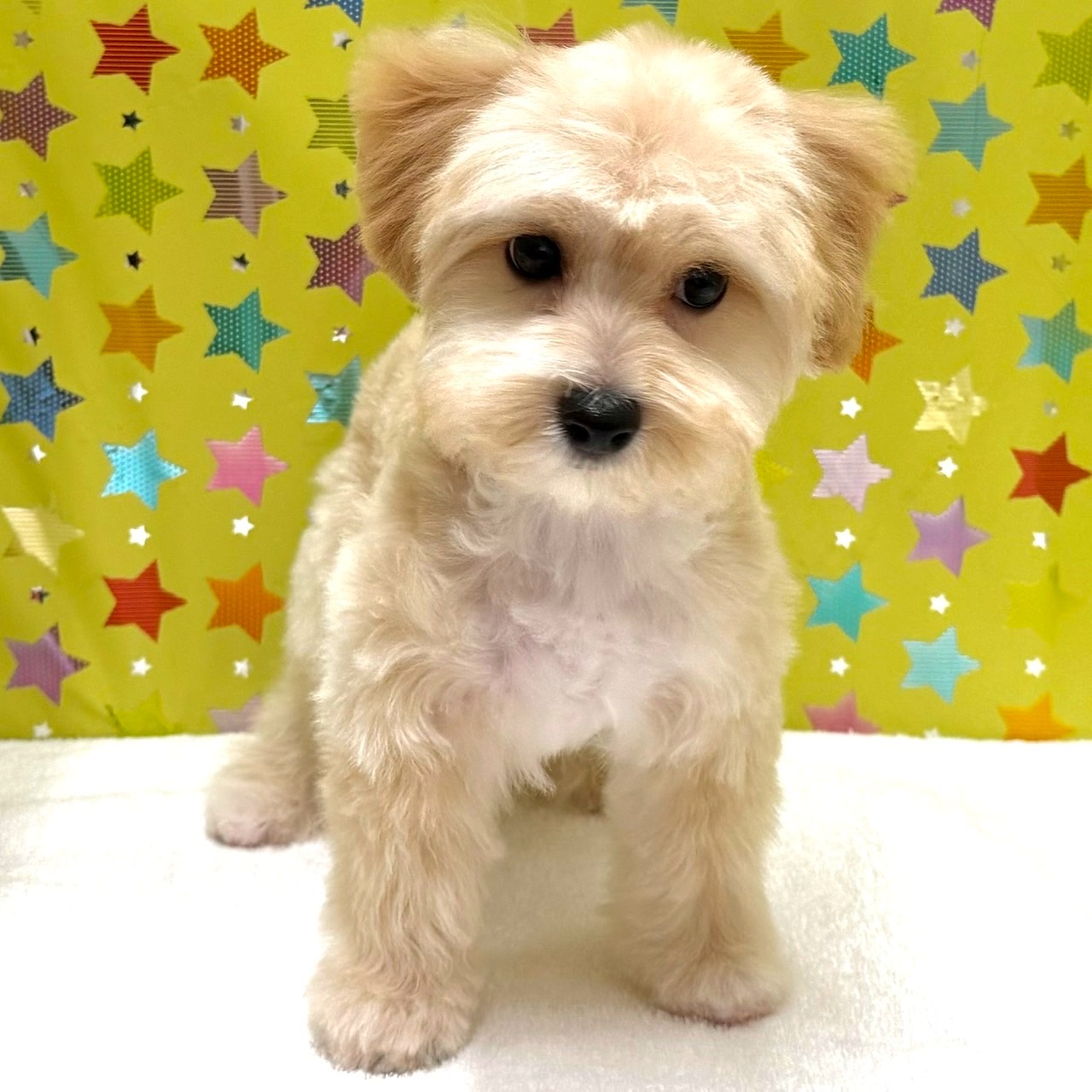 東京都のハーフ犬・ミックス犬 (かねだい足立店/2025年10月15日生まれ/男の子/アプリコット)の子犬の2枚目の画像