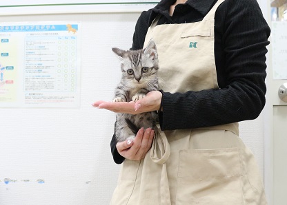 神奈川県のマンチカン (かねだい伊勢原店/2025年11月17日生まれ/女の子/シルバータビーホワイト)の子猫