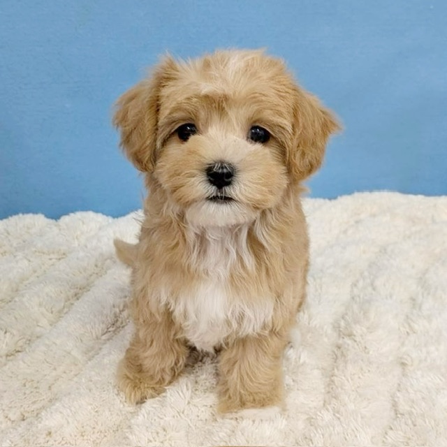 千葉県のハーフ犬・ミックス犬 (かねだい四街道店/2025年11月15日生まれ/女の子/アプリコット)の子犬の1枚目の画像