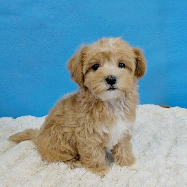 千葉県のハーフ犬・ミックス犬 (かねだい四街道店/2025年11月15日生まれ/女の子/アプリコット)の子犬の2枚目の画像