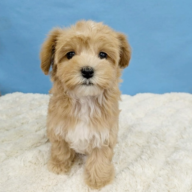 千葉県のハーフ犬・ミックス犬 (かねだい四街道店/2025年11月15日生まれ/女の子/アプリコット)の子犬の3枚目の画像