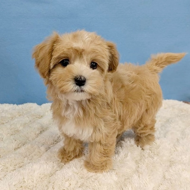 千葉県のハーフ犬・ミックス犬 (かねだい四街道店/2025年11月15日生まれ/女の子/アプリコット)の子犬の4枚目の画像