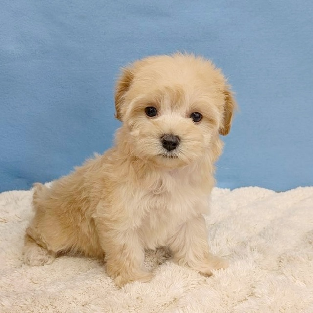 千葉県のハーフ犬・ミックス犬 (かねだい四街道店/2025年11月14日生まれ/女の子/アプリコット)の子犬の1枚目の画像