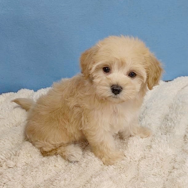 千葉県のハーフ犬・ミックス犬 (かねだい四街道店/2025年11月14日生まれ/女の子/アプリコット)の子犬の2枚目の画像