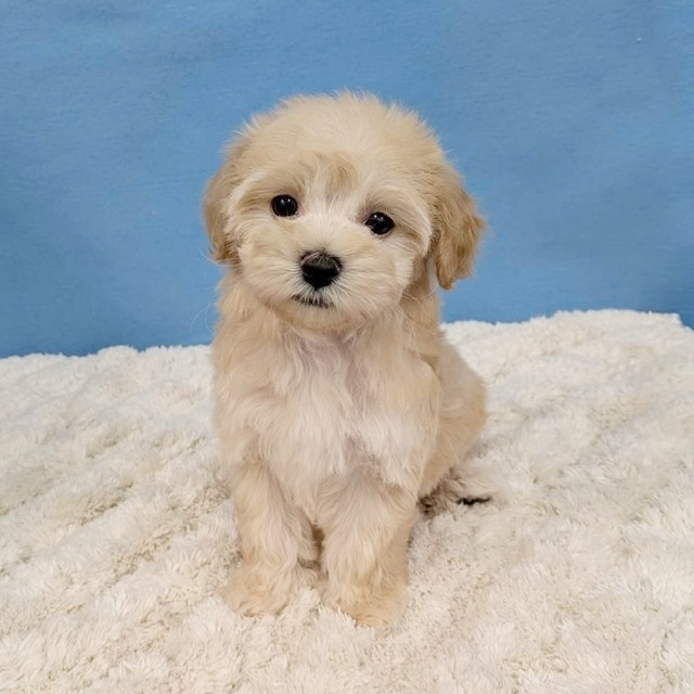 千葉県のハーフ犬・ミックス犬 (かねだい四街道店/2025年11月14日生まれ/女の子/アプリコット)の子犬の3枚目の画像