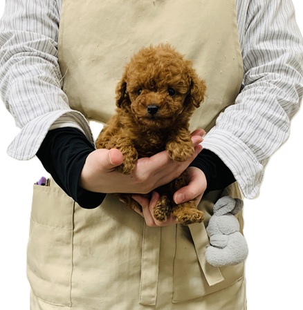 2025年12月9日生まれのトイプードル(トイ)