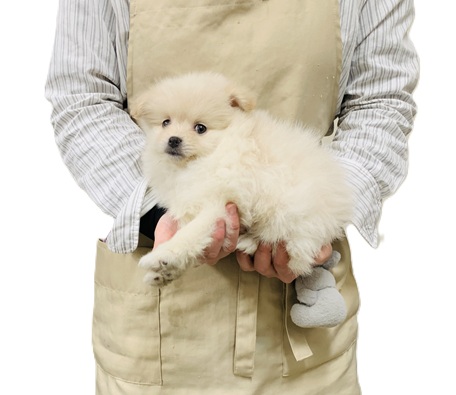 2025年12月9日生まれのポメラニアン