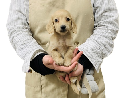 2025年12月8日生まれのカニンヘンダックスフンド(ロング)