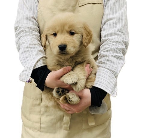 神奈川県のゴールデンレトリバー (かねだい伊勢原店/2025年12月4日生まれ/女の子/ゴールデン)の子犬