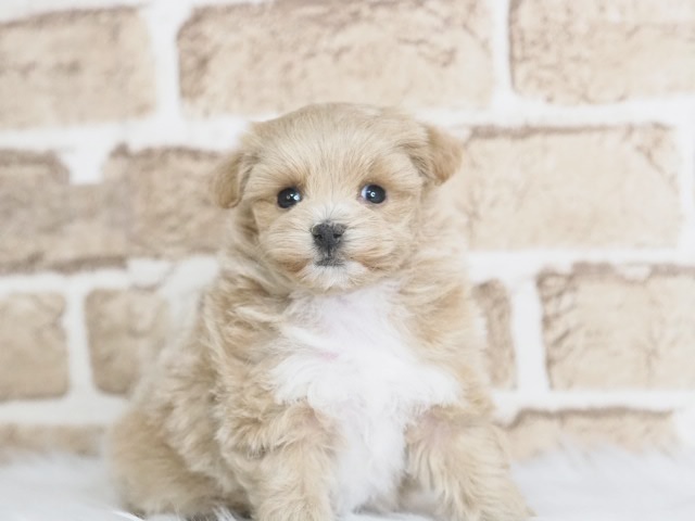 埼玉県のマルプー(マルチーズ×プードル) (かねだい戸田店/2025年12月7日生まれ/女の子/アプリコット)の子犬