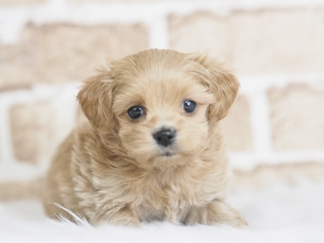 埼玉県のマルプー(マルチーズ×プードル) (かねだい戸田店/2025年12月8日生まれ/女の子/クリーム)の子犬