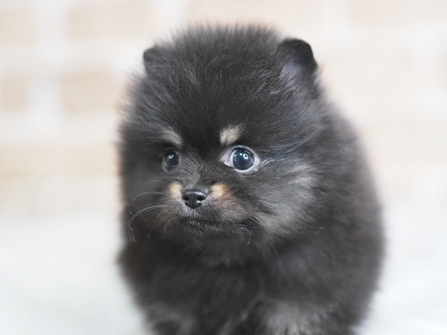 埼玉県のポメラニアン (かねだい戸田店/2025年12月8日生まれ/男の子/ブラックタン)の子犬