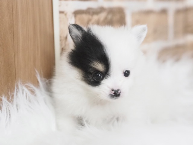 埼玉県のポメチワ/チワポメ/ポメチー(ポメラニアン×チワワ) (かねだい戸田店/2025年12月6日生まれ/女の子/ホワイトブラックタン)の子犬