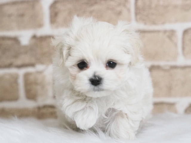 埼玉県のマルプー(マルチーズ×プードル) (かねだい戸田店/2025年12月6日生まれ/女の子/クリーム)の子犬