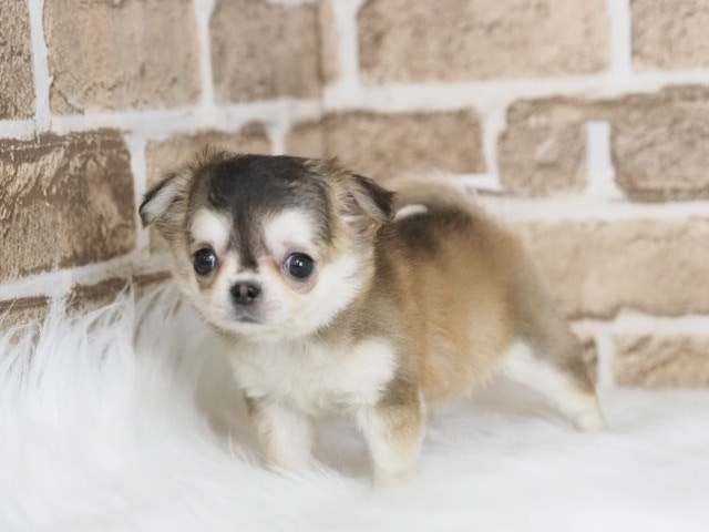 埼玉県のチワワ(ロング) (かねだい戸田店/2025年12月7日生まれ/女の子/チョコレートフォーン)の子犬の1枚目の画像