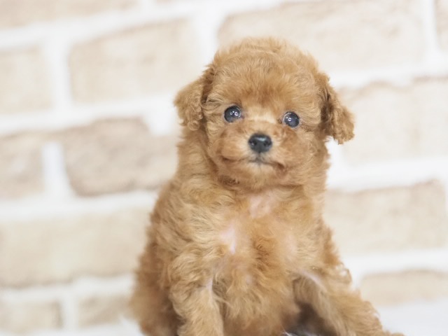 埼玉県のトイプードル(トイ) (かねだい戸田店/2025年12月9日生まれ/女の子/レッド)の子犬の1枚目の画像