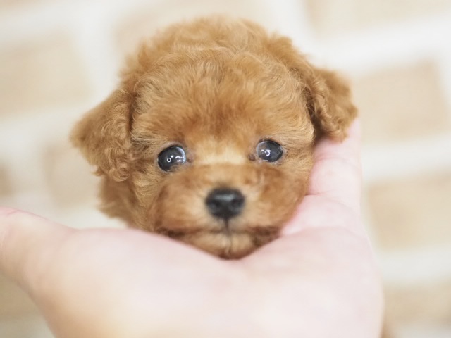 埼玉県のトイプードル(トイ) (かねだい戸田店/2025年12月9日生まれ/女の子/レッド)の子犬の2枚目の画像