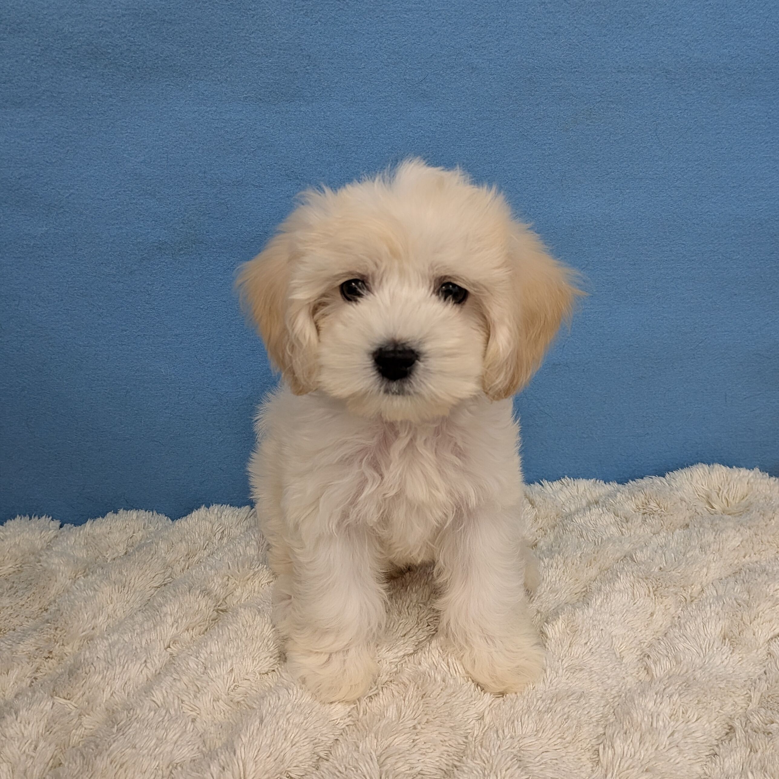 千葉県のハーフ犬・ミックス犬 (かねだい四街道店/2025年11月22日生まれ/女の子/クリーム)の子犬の1枚目の画像