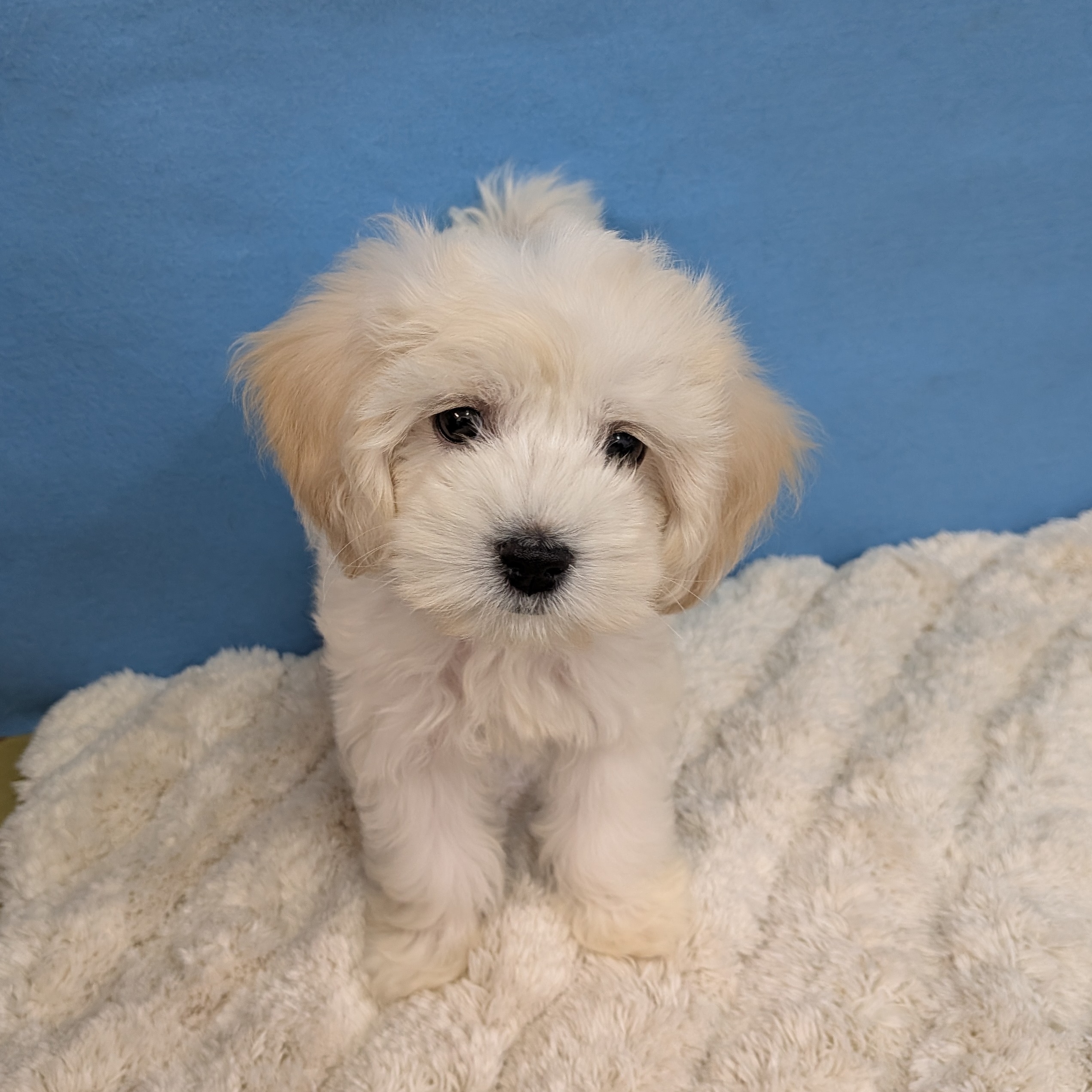 千葉県のハーフ犬・ミックス犬 (かねだい四街道店/2025年11月22日生まれ/女の子/クリーム)の子犬の2枚目の画像