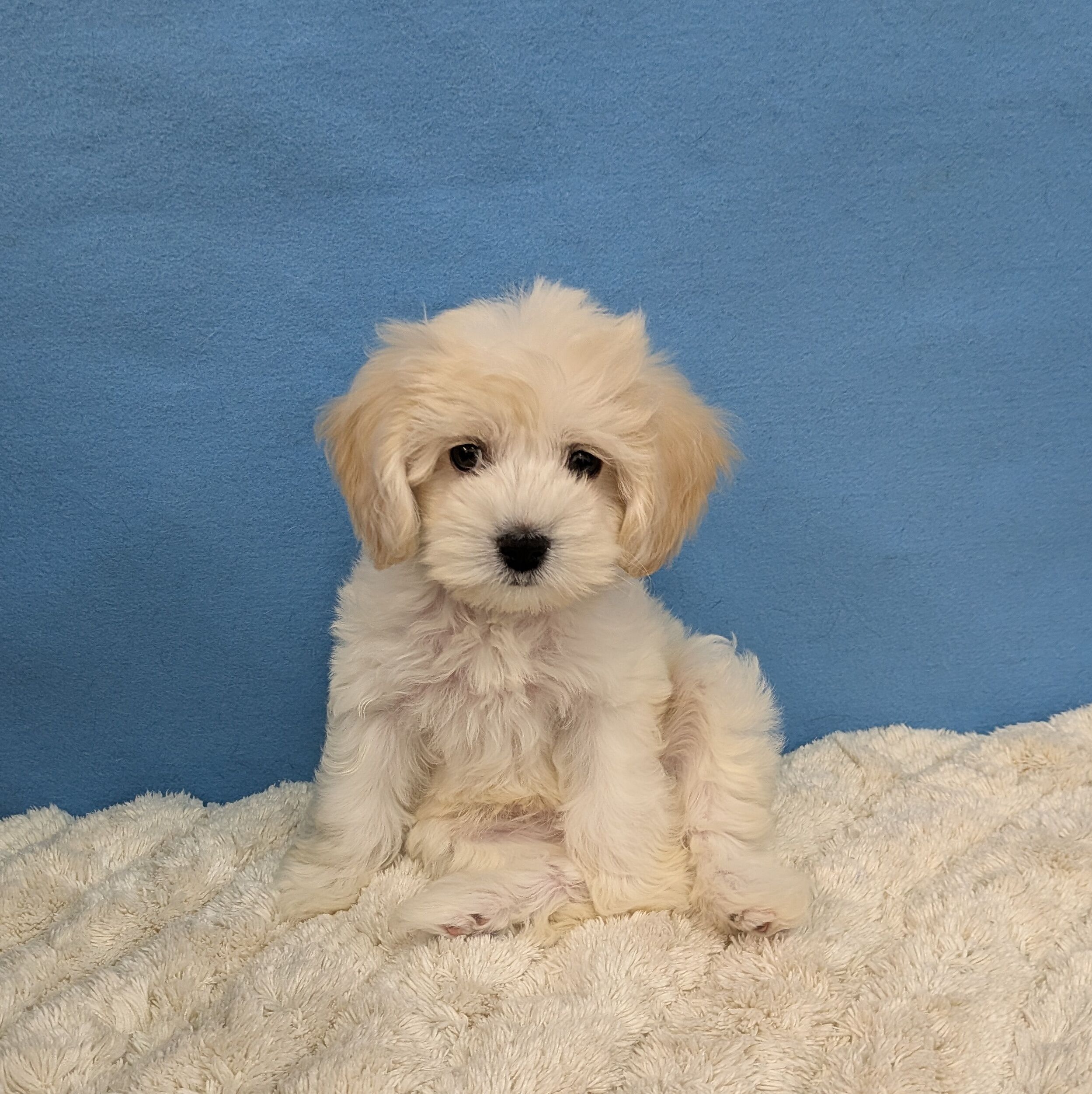 千葉県のハーフ犬・ミックス犬 (かねだい四街道店/2025年11月22日生まれ/女の子/クリーム)の子犬の3枚目の画像