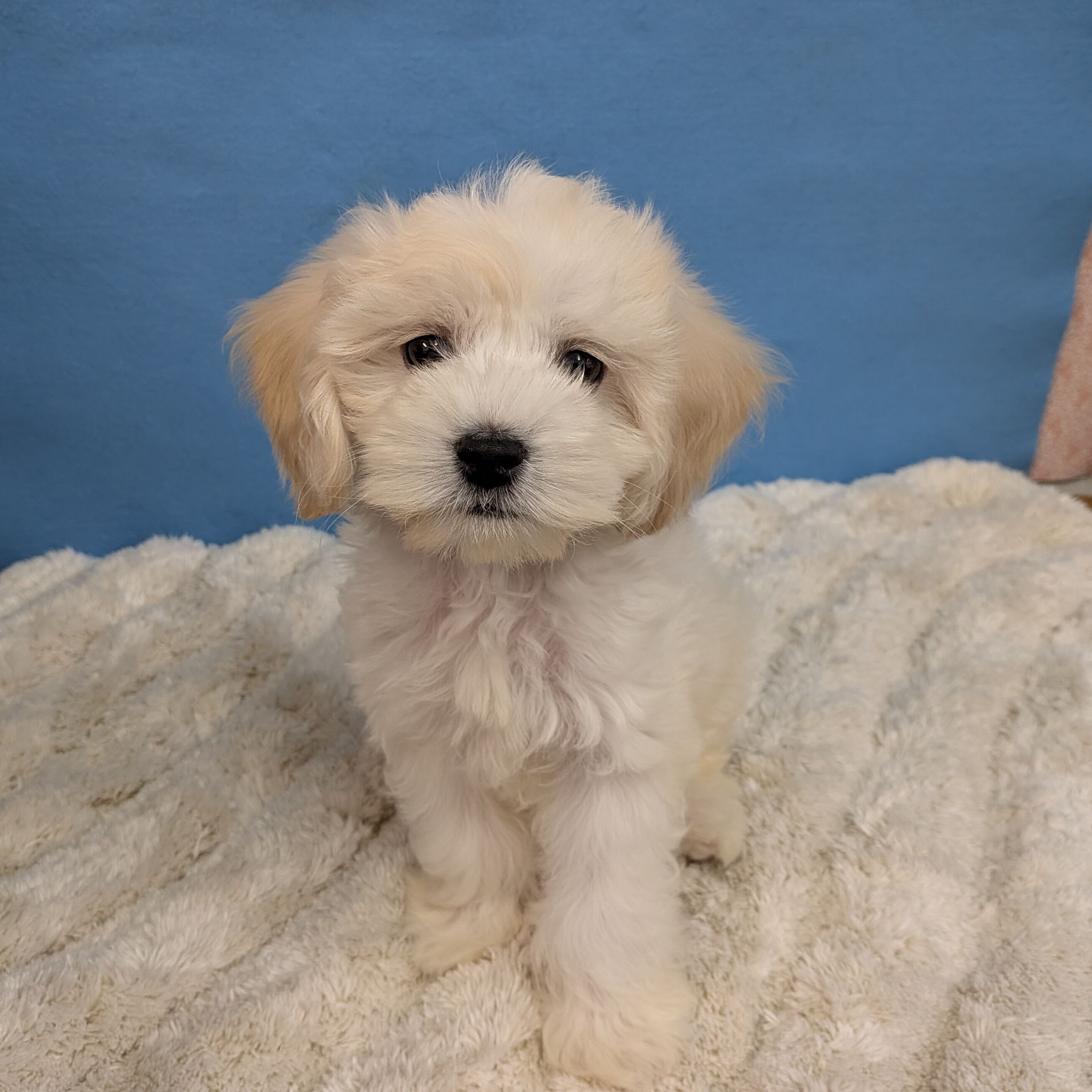 千葉県のハーフ犬・ミックス犬 (かねだい四街道店/2025年11月22日生まれ/女の子/クリーム)の子犬の4枚目の画像