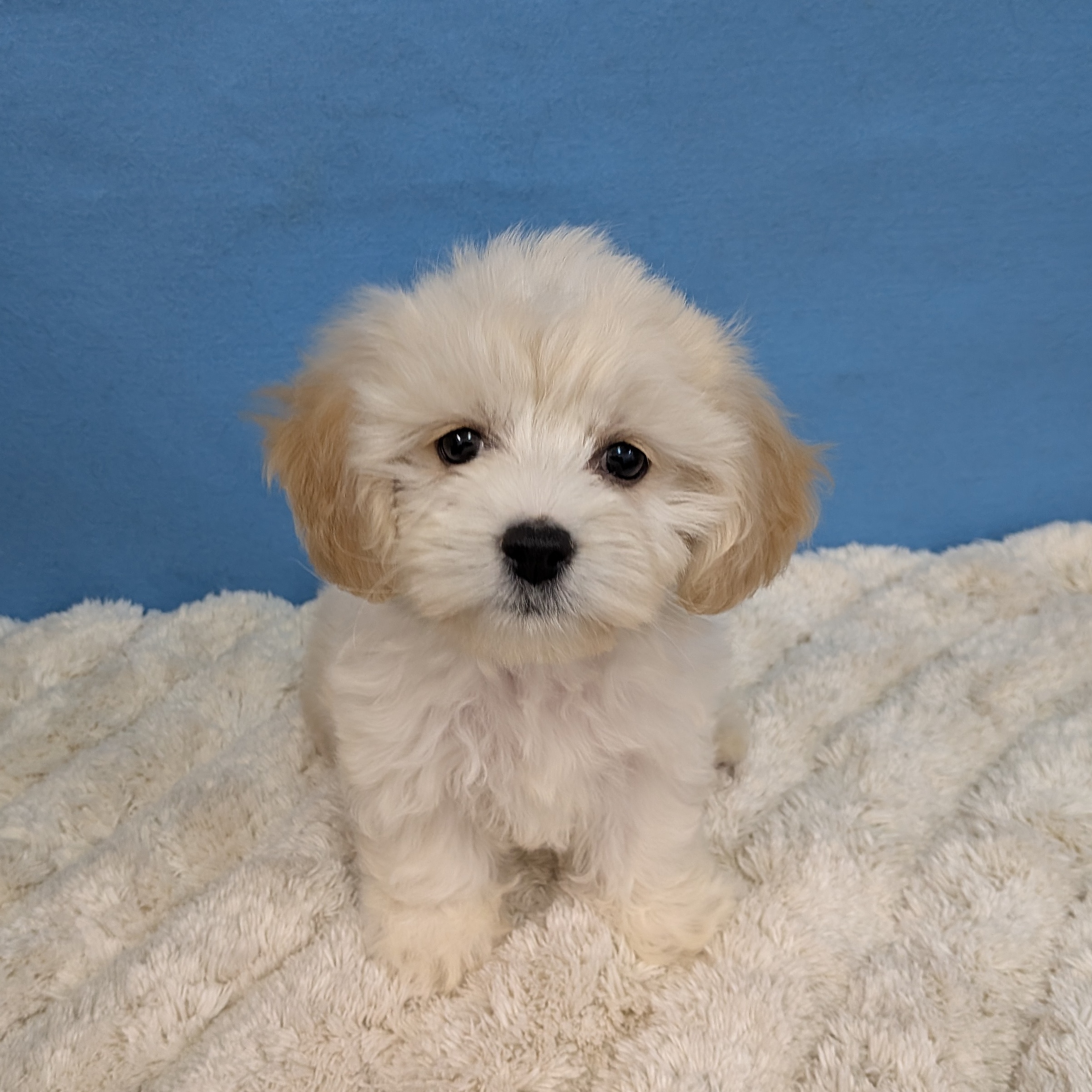 千葉県のハーフ犬・ミックス犬 (かねだい四街道店/2025年11月22日生まれ/女の子/クリーム)の子犬の1枚目の画像