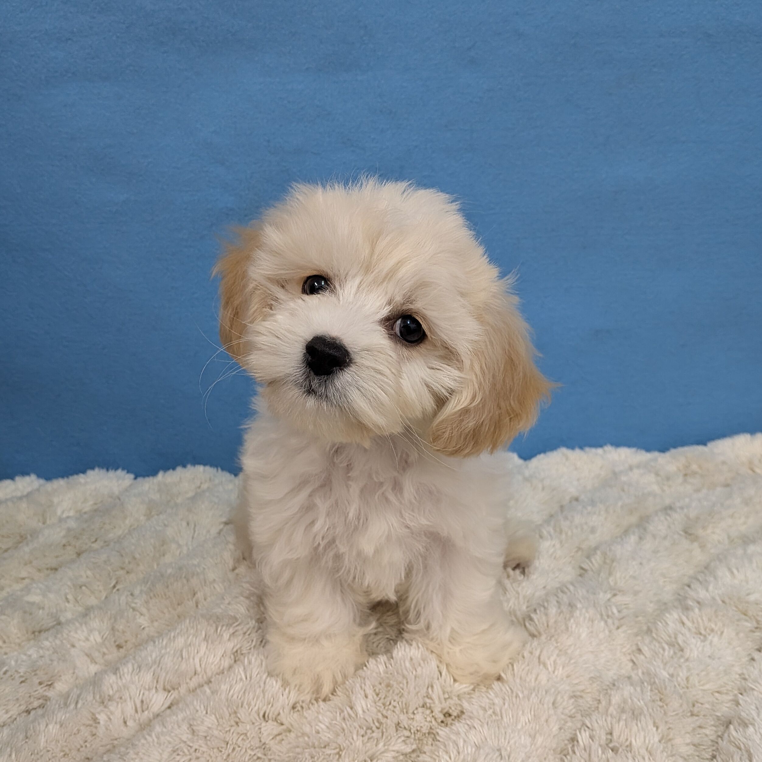 千葉県のハーフ犬・ミックス犬 (かねだい四街道店/2025年11月22日生まれ/女の子/クリーム)の子犬の3枚目の画像