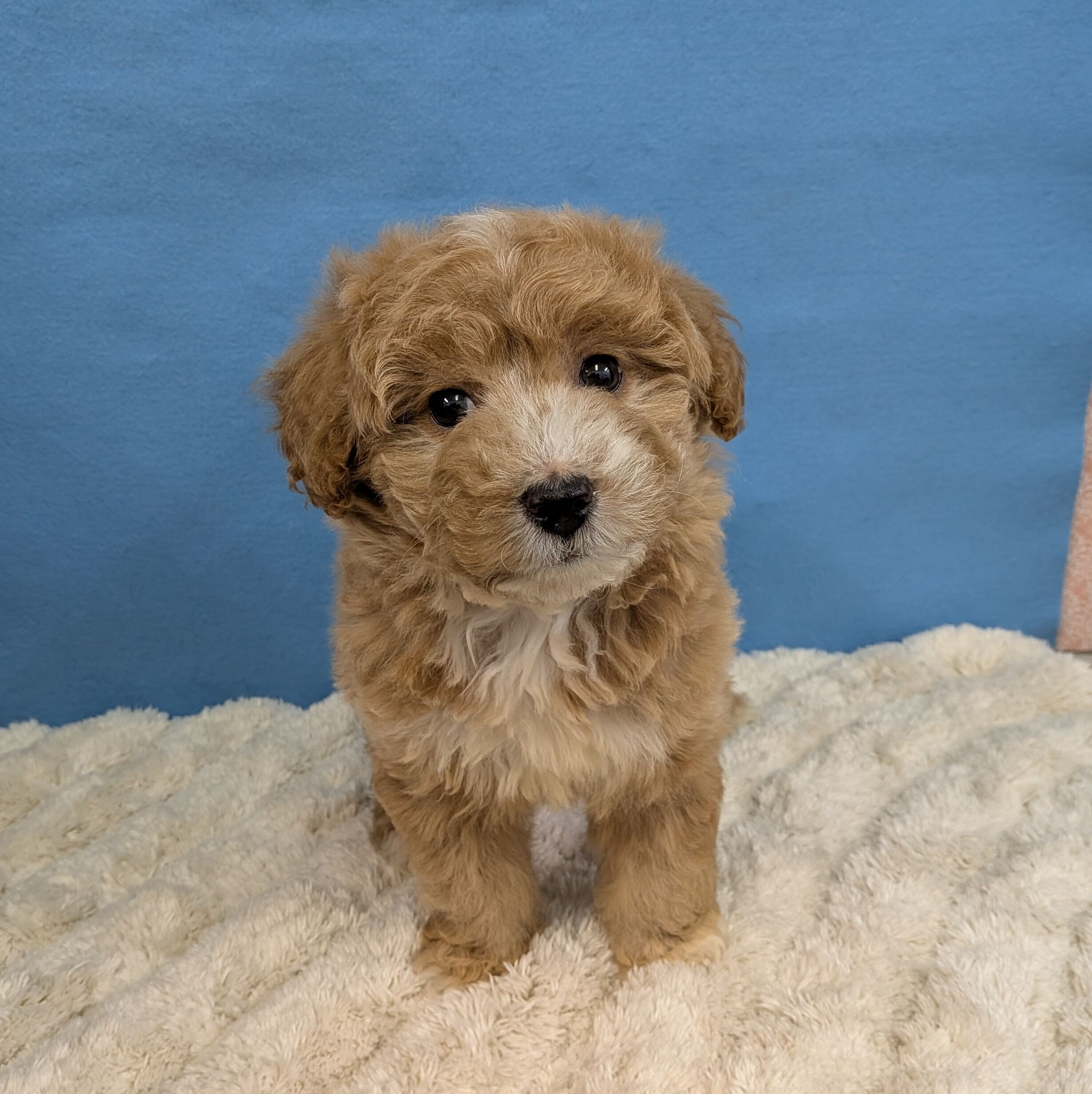 千葉県のハーフ犬・ミックス犬 (かねだい四街道店/2025年11月22日生まれ/女の子/レッドホワイト)の子犬の1枚目の画像