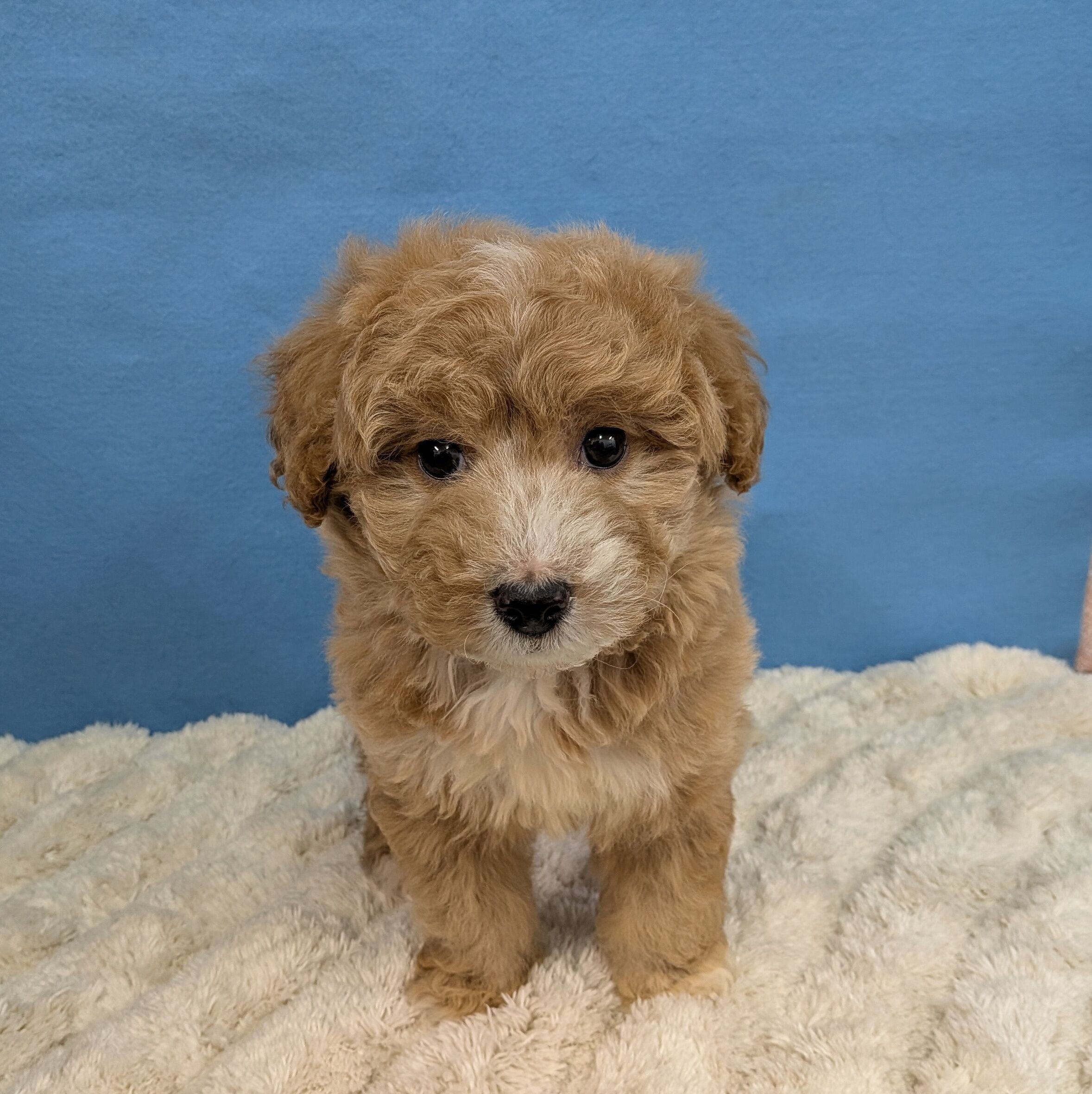 千葉県のハーフ犬・ミックス犬 (かねだい四街道店/2025年11月22日生まれ/女の子/レッドホワイト)の子犬の2枚目の画像