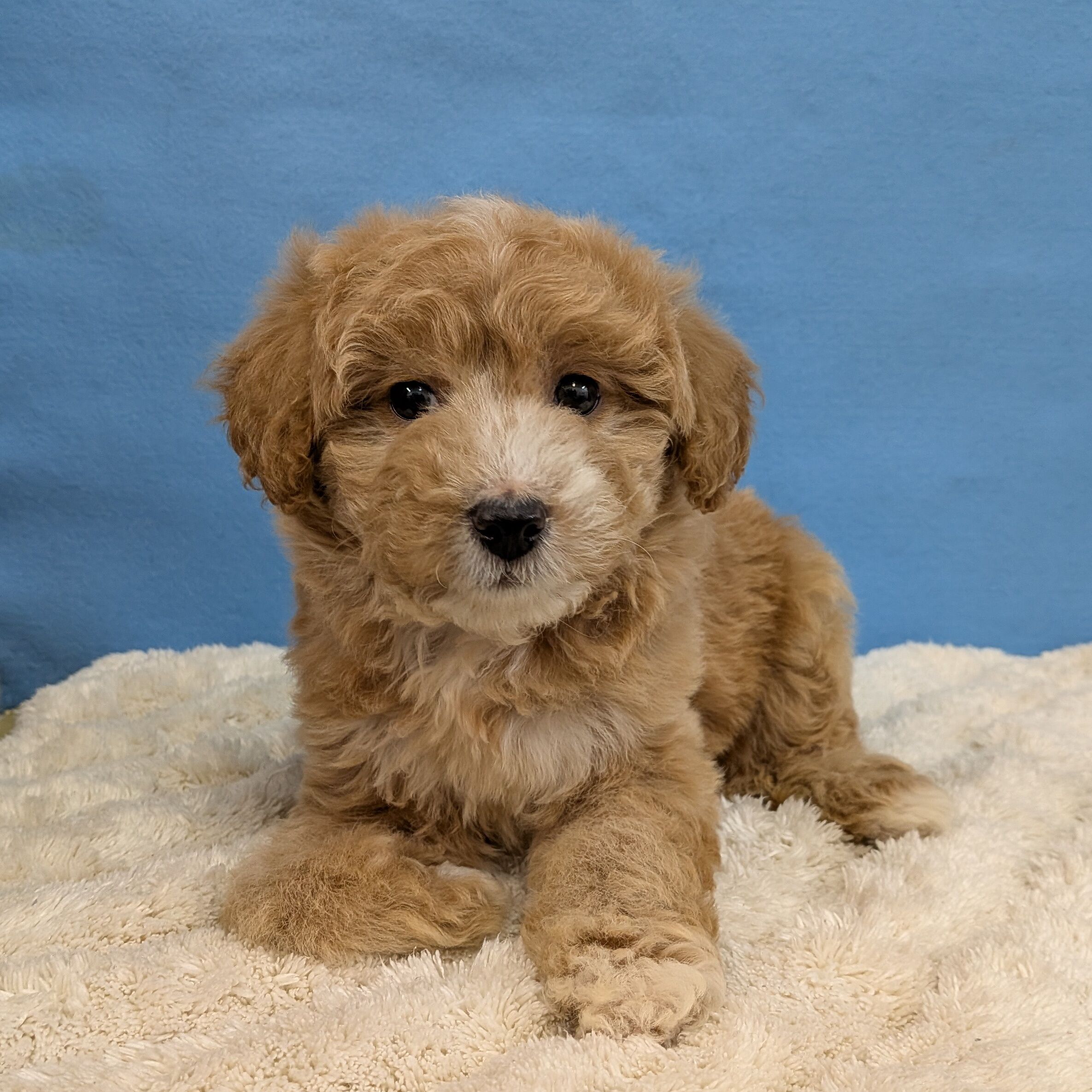 千葉県のハーフ犬・ミックス犬 (かねだい四街道店/2025年11月22日生まれ/女の子/レッドホワイト)の子犬の3枚目の画像