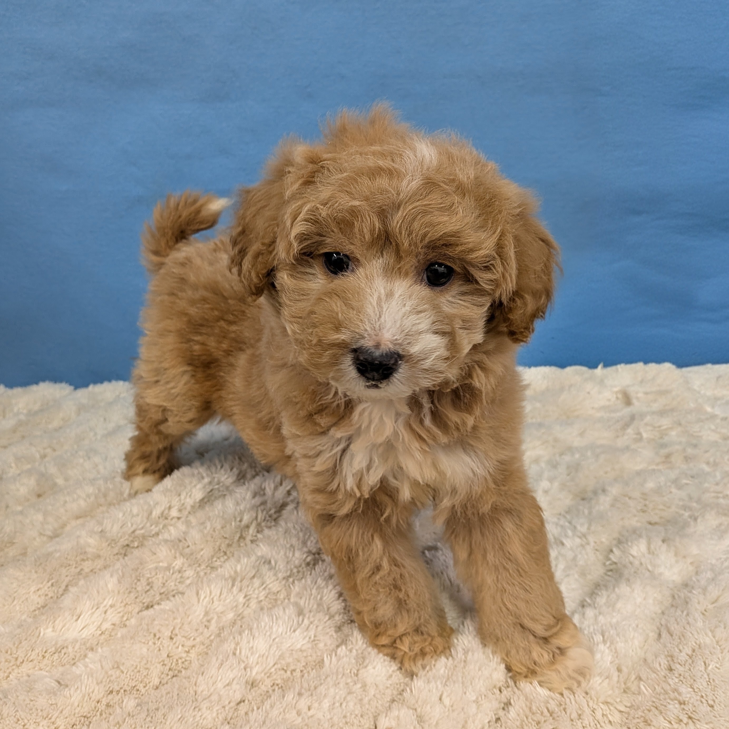 千葉県のハーフ犬・ミックス犬 (かねだい四街道店/2025年11月22日生まれ/女の子/レッドホワイト)の子犬の4枚目の画像