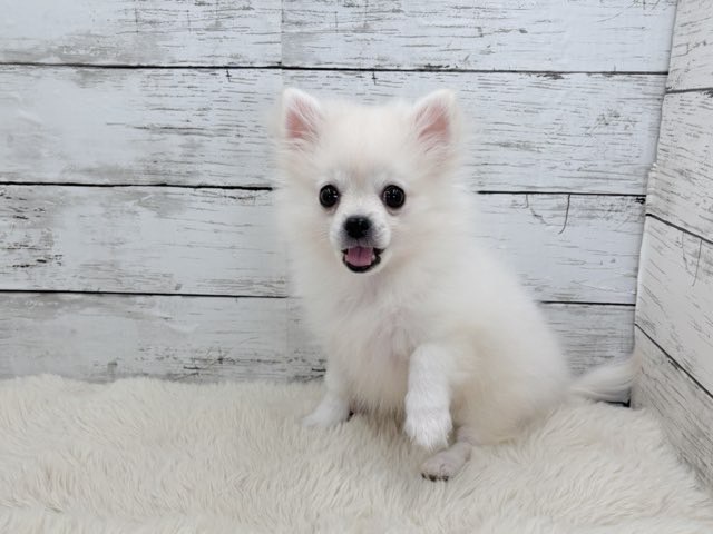 新潟県のポメチワ/チワポメ/ポメチー(ポメラニアン×チワワ) (かねだいペットトライアル魚沼/2025年10月28日生まれ/男の子/クリーム)の子犬の2枚目の画像