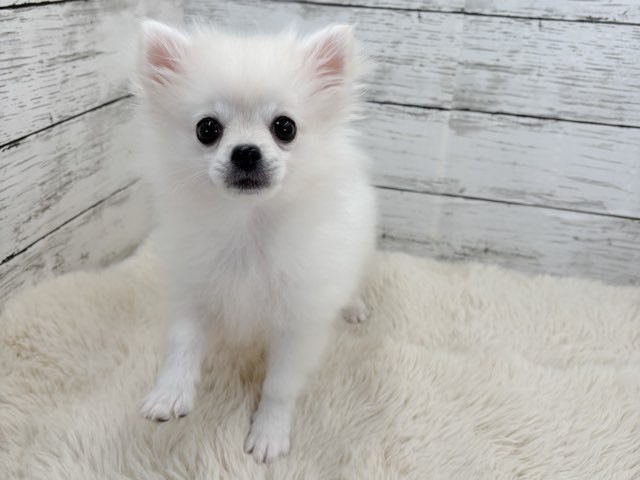 新潟県のポメチワ/チワポメ/ポメチー(ポメラニアン×チワワ) (かねだいペットトライアル魚沼/2025年10月28日生まれ/男の子/クリーム)の子犬の3枚目の画像