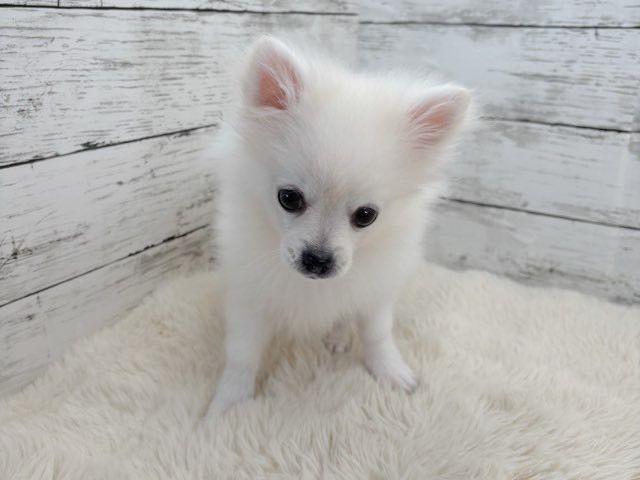 新潟県のポメチワ/チワポメ/ポメチー(ポメラニアン×チワワ) (かねだいペットトライアル魚沼/2025年10月28日生まれ/男の子/クリーム)の子犬の4枚目の画像
