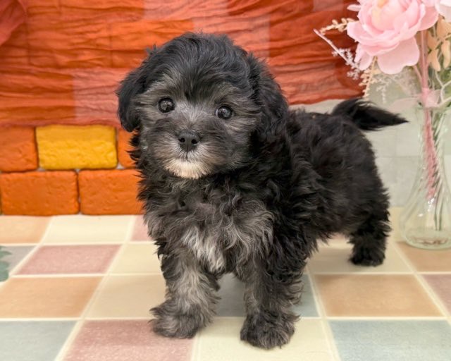 群馬県のマルチワワ (かねだいペットトライアル前橋/2025年12月9日生まれ/男の子/ブラックタンホワイト)の子犬