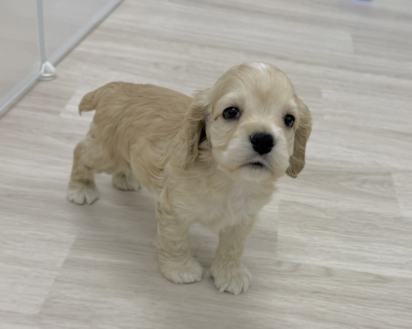 群馬県のアメリカンコッカースパニエル (かねだいペットトライアル前橋/2025年12月8日生まれ/男の子/バフ)の子犬の1枚目の画像