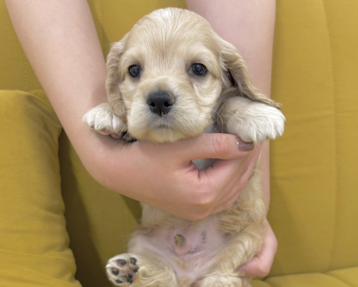 群馬県のアメリカンコッカースパニエル (かねだいペットトライアル前橋/2025年12月8日生まれ/男の子/バフ)の子犬の2枚目の画像
