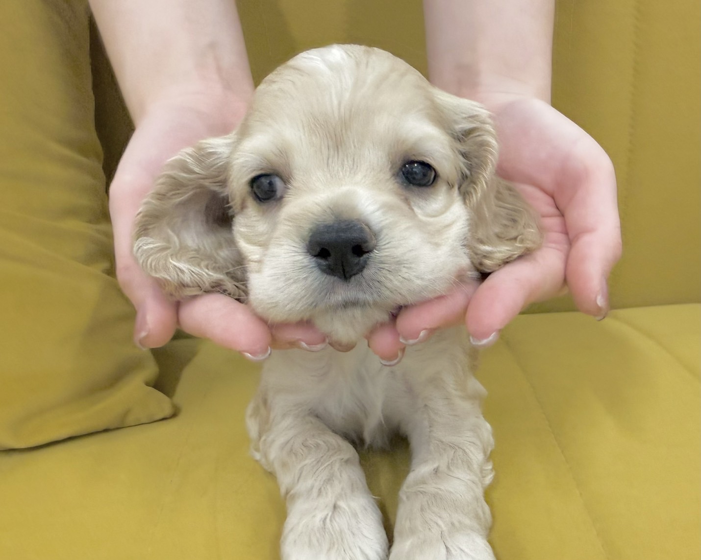 群馬県のアメリカンコッカースパニエル (かねだいペットトライアル前橋/2025年12月8日生まれ/男の子/バフ)の子犬の3枚目の画像