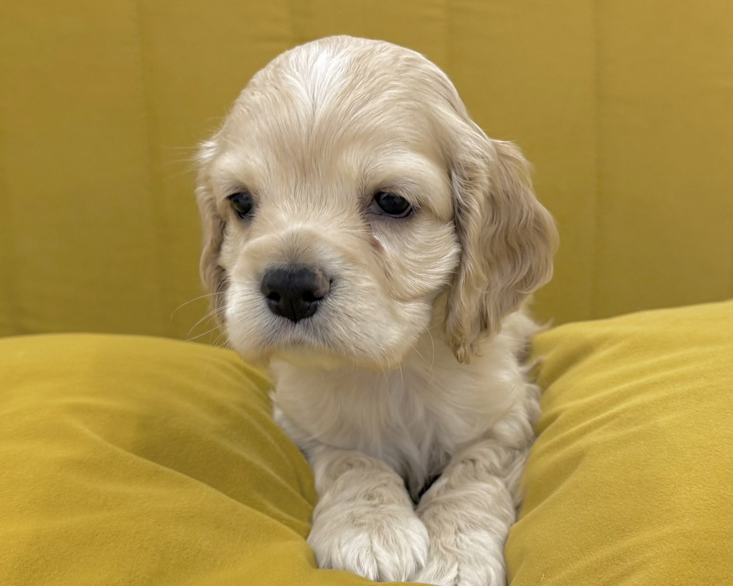 群馬県のアメリカンコッカースパニエル (かねだいペットトライアル前橋/2025年12月8日生まれ/男の子/バフ)の子犬の4枚目の画像