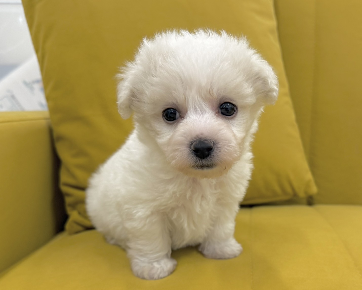 群馬県のビションフリーゼ (かねだいペットトライアル前橋/2025年12月8日生まれ/女の子/ホワイト)の子犬